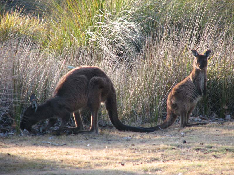 Kangaroos